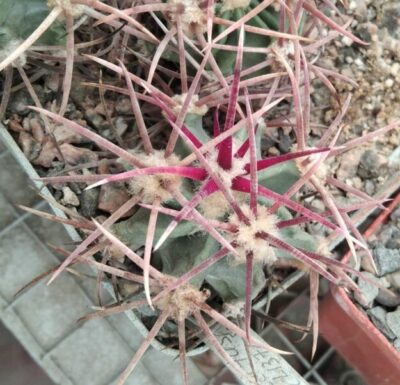 Echinocactus parryi L1372 -біля 4см- своє коріння-