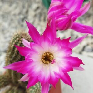 Chamaecereus hybrid Pan17.4.148