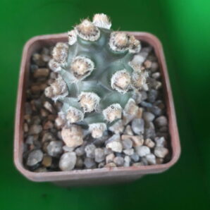 Tephrocactus molinensis