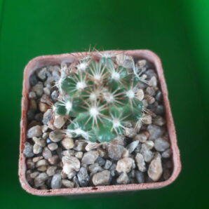 Coryphantha hesteri