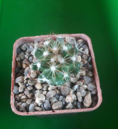 Coryphantha hesteri