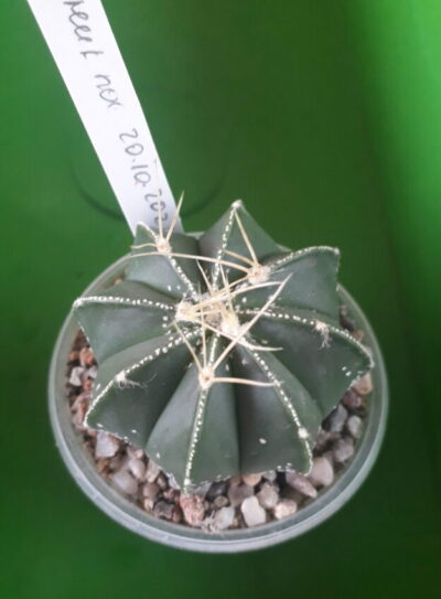 Astrophytum capricorne cv. Crassispinoides