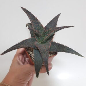 Aloe hybrid