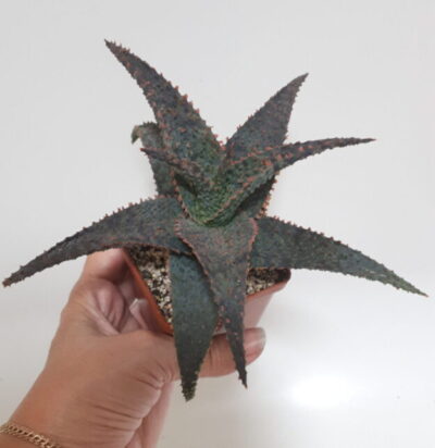 Aloe hybrid