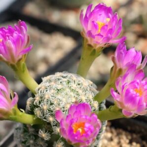 mammilaria theresae
