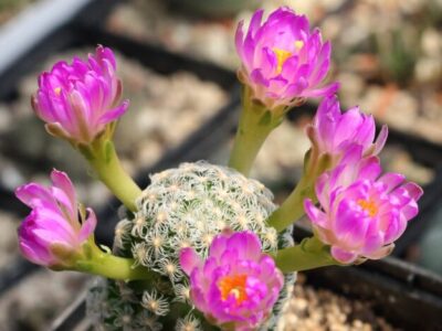 mammilaria theresae