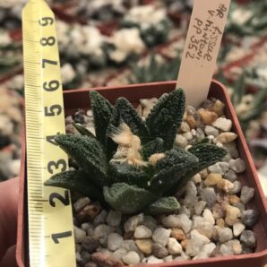 Ariocarpus fissuratus v.hintonii