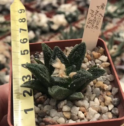 Ariocarpus fissuratus v.hintonii
