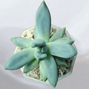 Echeveria hookeri, діаметр горщика 7 см