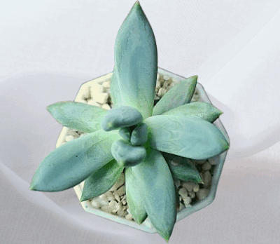 Echeveria hookeri, діаметр горщика 7 см