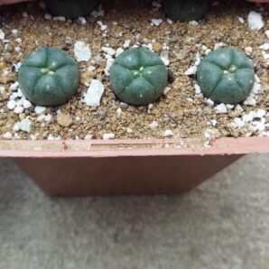 Lophophora williamsii Kaplan