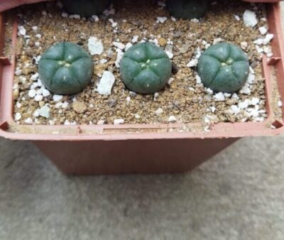 Lophophora williamsii Kaplan