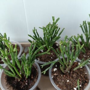 Rhipsalis baccifera hatiora