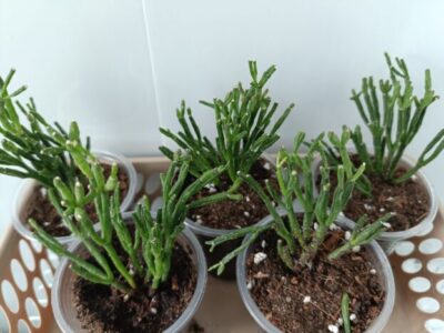 Rhipsalis baccifera hatiora