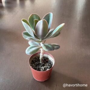 Echeveria gibbiflora metallica