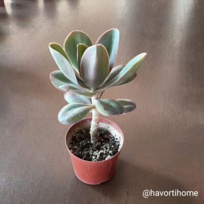 Echeveria gibbiflora metallica
