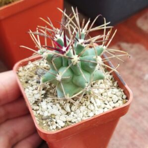 Glandulicactus uncinatus var. wrightii SB840