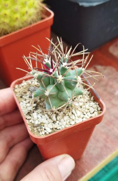 Glandulicactus uncinatus var. wrightii SB840