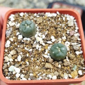 Lophophora alberto-vojtechii