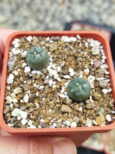 Lophophora alberto-vojtechii
