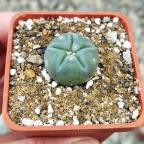 Lophophora williamsii 2