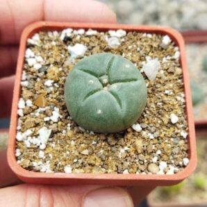 Lophophora williamsii 1