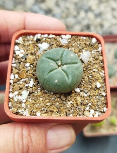 Lophophora williamsii 1