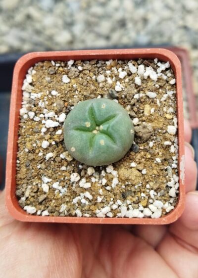 Lophophora fricii San Pedro