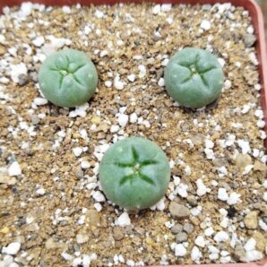 Lophophora fricii San Pedro