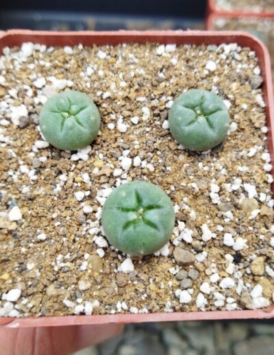 Lophophora fricii San Pedro