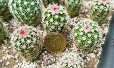 Echinocereus pectinatus ssp. rutowiorum (Cumbres de Majalca, Chih, Mex) - Зображення 2