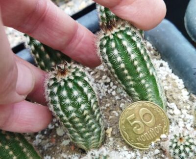 Echinocereus reichenbachii v. minor Koehres - Зображення 2