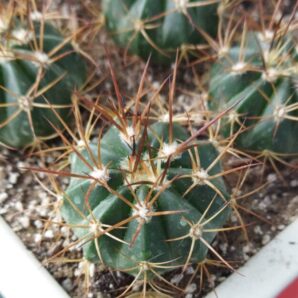 Melocactus neryi