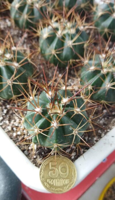Melocactus neryi