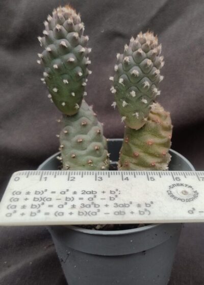 Tephrocactus articulatus var Inermis дітка