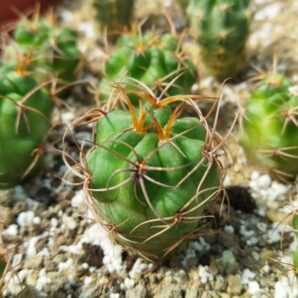 Lobivia haematantha v. hualfinensis WR 146 (Hualfin, Arg)