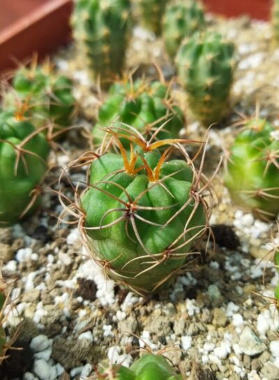 Lobivia haematantha v. hualfinensis WR 146 (Hualfin, Arg)