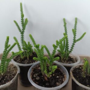 Crassula muscosa (красула)