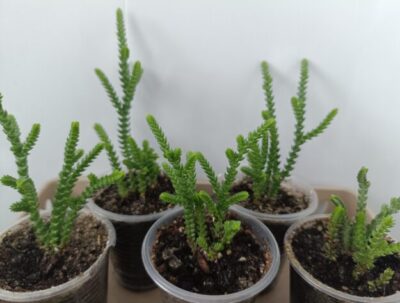Crassula muscosa (красула)