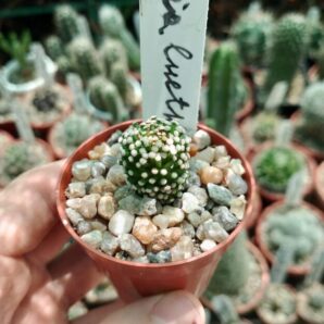 Mammillaria luethi
