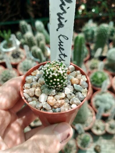 Mammillaria luethi