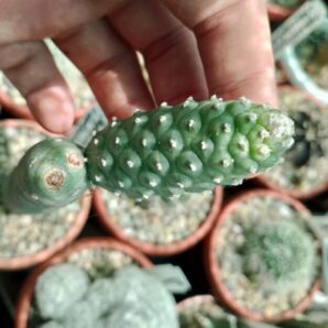 Tephrocactus articulatus v.diadematus f.inermis