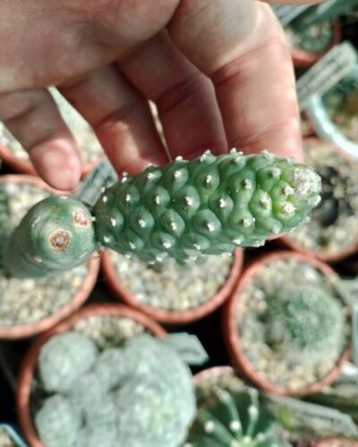 Tephrocactus articulatus v.diadematus f.inermis