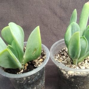 Kalanchoe luciae 'Oricula'( его же продают как Kalanchoe thyrsiflora Вaby finger)