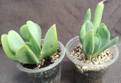 Kalanchoe luciae 'Oricula'( его же продают как Kalanchoe thyrsiflora Вaby finger)