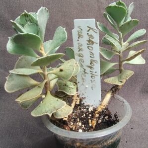 kalanchoe rhombopilosa var. argentea 3 рослини