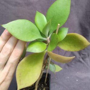 kalanchoe orgyalis hybrid
