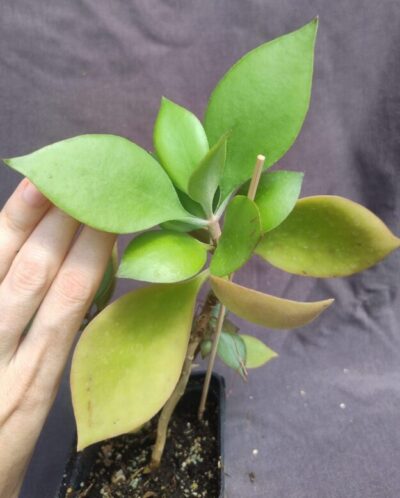 kalanchoe orgyalis hybrid