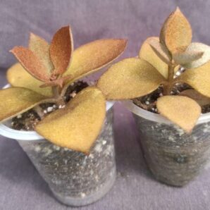 Kalanchoe orgyalis (Copper Spoons)