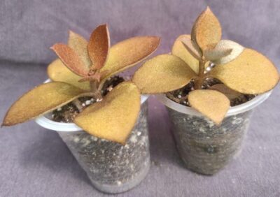 Kalanchoe orgyalis (Copper Spoons)